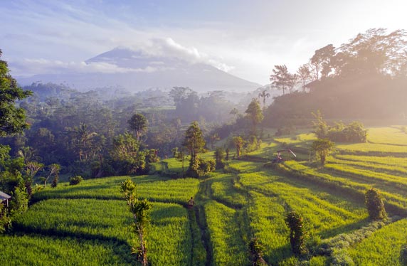 Reisterrassen Bali