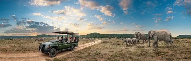 Cape town-Shamwari Game Reserve