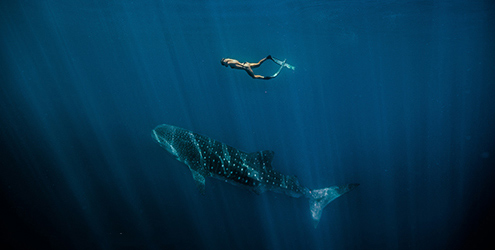 Swimming Whale Shark (Rhincodon typus), Ningaloo Marine Park