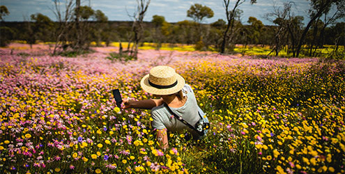 Wildflowers, Coalseam Conservation Park