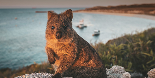 Quokka on Rottnest Island