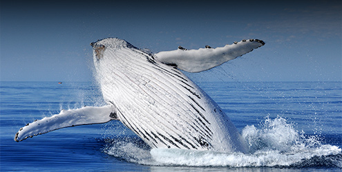 Whale watching near Busselton